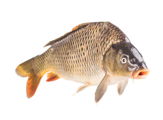 carp fish