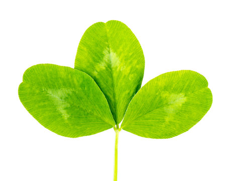 clover green leaf