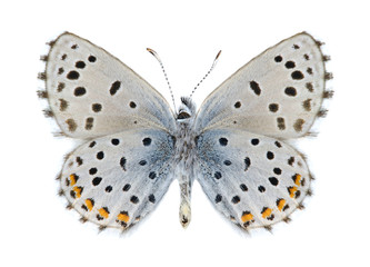 Pseudophilotes vicrama schiffermulleri (male) (underside)