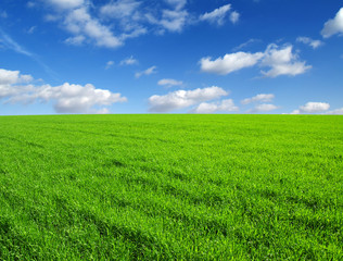 Naklejka premium field