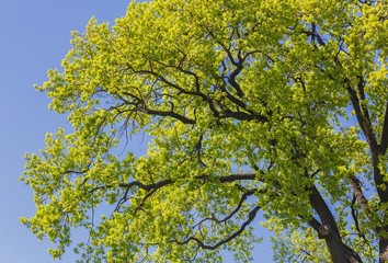 Up view on tree