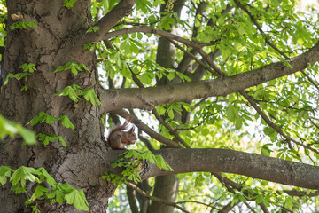 Squirrel eating nut in green forest.