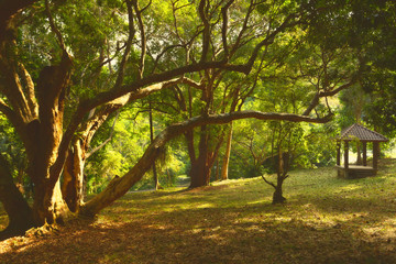 Beautiful views of the park with a garden house in the Botanical