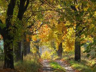 sunny colorful autumn road