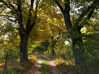 Naklejka premium sunny colorful autumn road