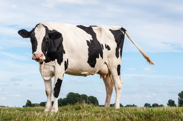 Obraz premium Black and white spotted cow standing on grass