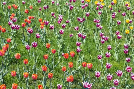 Flower bed of multicolor tulips
