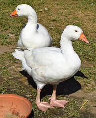 Geese in the poultry yard