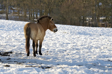 Mongolischer Wildpferde Hengst im Schnee