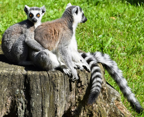 Ring tailed lemurs
