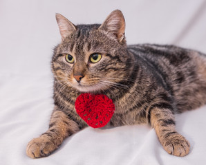 Cat relaxing on the couch.