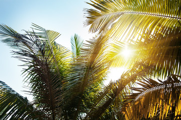 Obraz na płótnie Canvas Leaves of palm