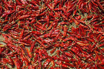Spicy chillies pepper