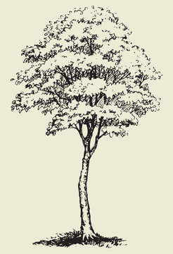 Big tree.Vector sketch