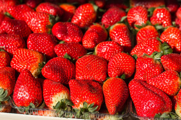 Fresh Red Ripe Strawberry