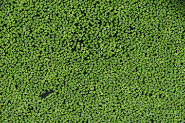 Common duckweed (Lemna minor). Full frame texture. .