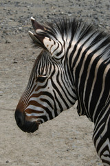 Fototapeta na wymiar Hartmann's mountain zebra (Equus zebra hartmannae)..