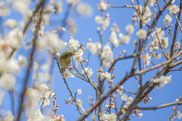 Japanese White-eye bird on plum tree