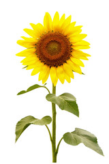 Fototapeta premium Sunflower isolated on white background