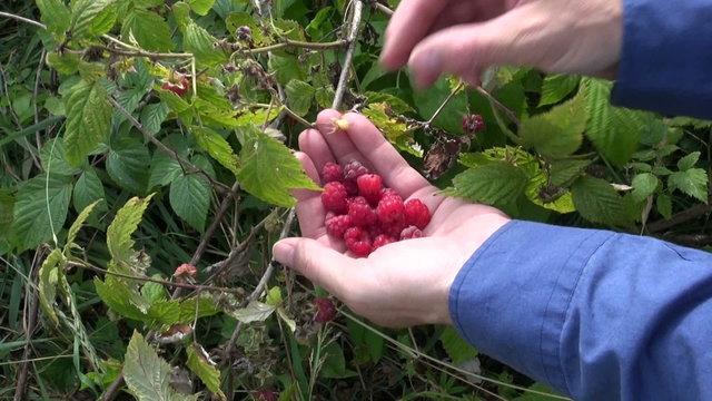 hands gathering fresh wild raspberry in summer forest