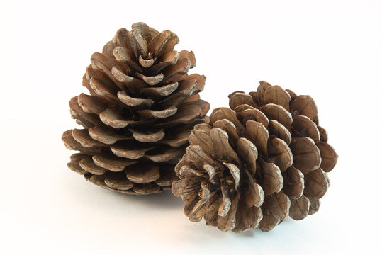 Two dried cones on a white background