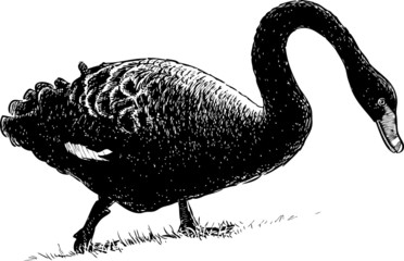 black swan on a shore