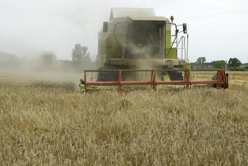 Fototapeta premium Combine harvester