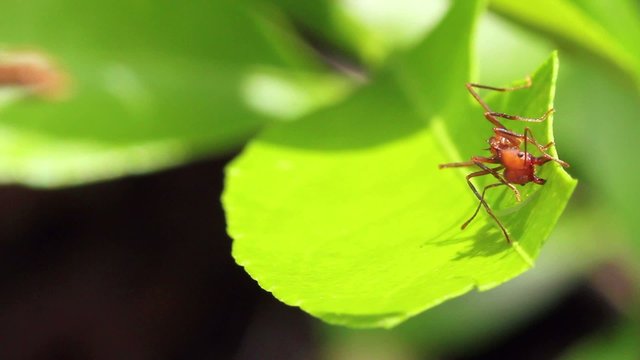 Leaf cutter ants (Atta sp.) in the rainforest, Ecuador