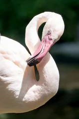 Photo sur Plexiglas Flamant Pink flamingo closeup