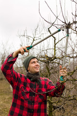 Pruning fruits