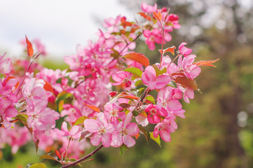 Pink flowers on branches in spring.