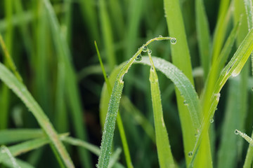 Grass  leaves green with dew drops
