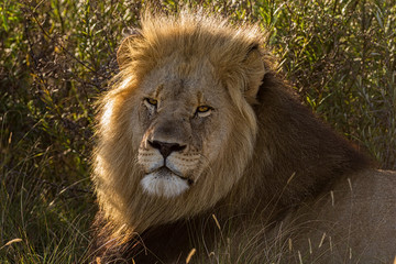 Adult Lion In The Evening Light