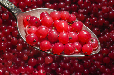 Red currant in a spoon.