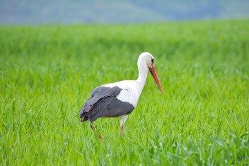 White stork (Ciconia ciconia)