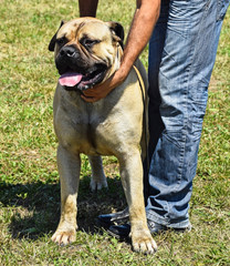 Mastiff dog
