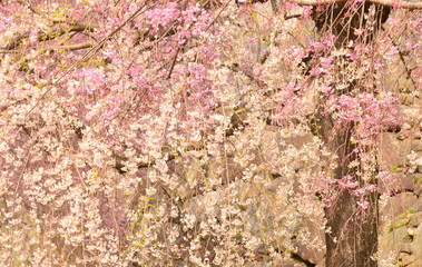 しだれ桜