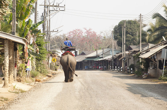Élephant Village Thailande