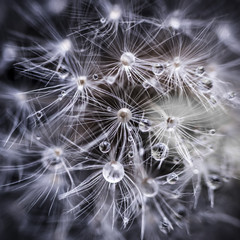 Dandelion seeds with water drops