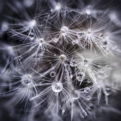 Acrylic prints Best sellers Flowers and Plants Dandelion seeds with water drops