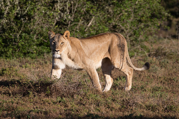 Fototapeta na wymiar Lioness On The Prowl