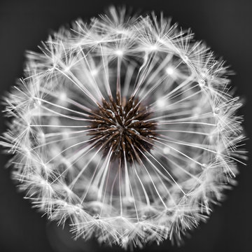 Fototapeta Dandelion head with seeds