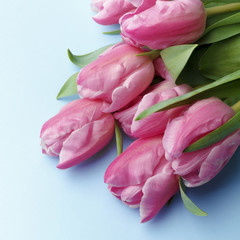 Obraz premium The pink tulips on a blue background