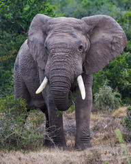 Obraz premium African Elephant (Loxodonta Africana)