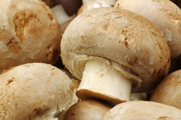 background of a bunch of fresh champignon mushrooms