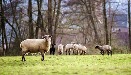 Obraz na płótnie Canvas Cute lambs with adult sheeps in the winter field