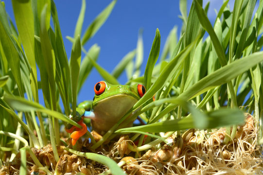 Callidrias Bilder Durchsuchen 272 Archivfotos, und