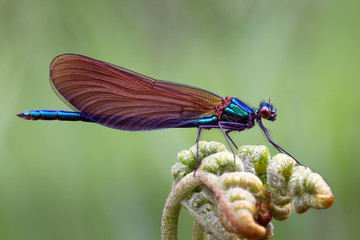 Blauflügel-Prachtlibelle – Calopteryx virgo © Paul.E