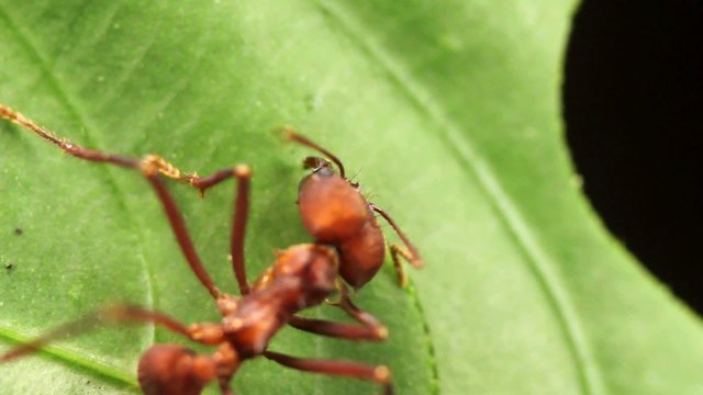 Leaf cutter ants (Atta sp.) in the rainforest, Ecuador