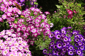 Fototapeta premium Verbena tenera 